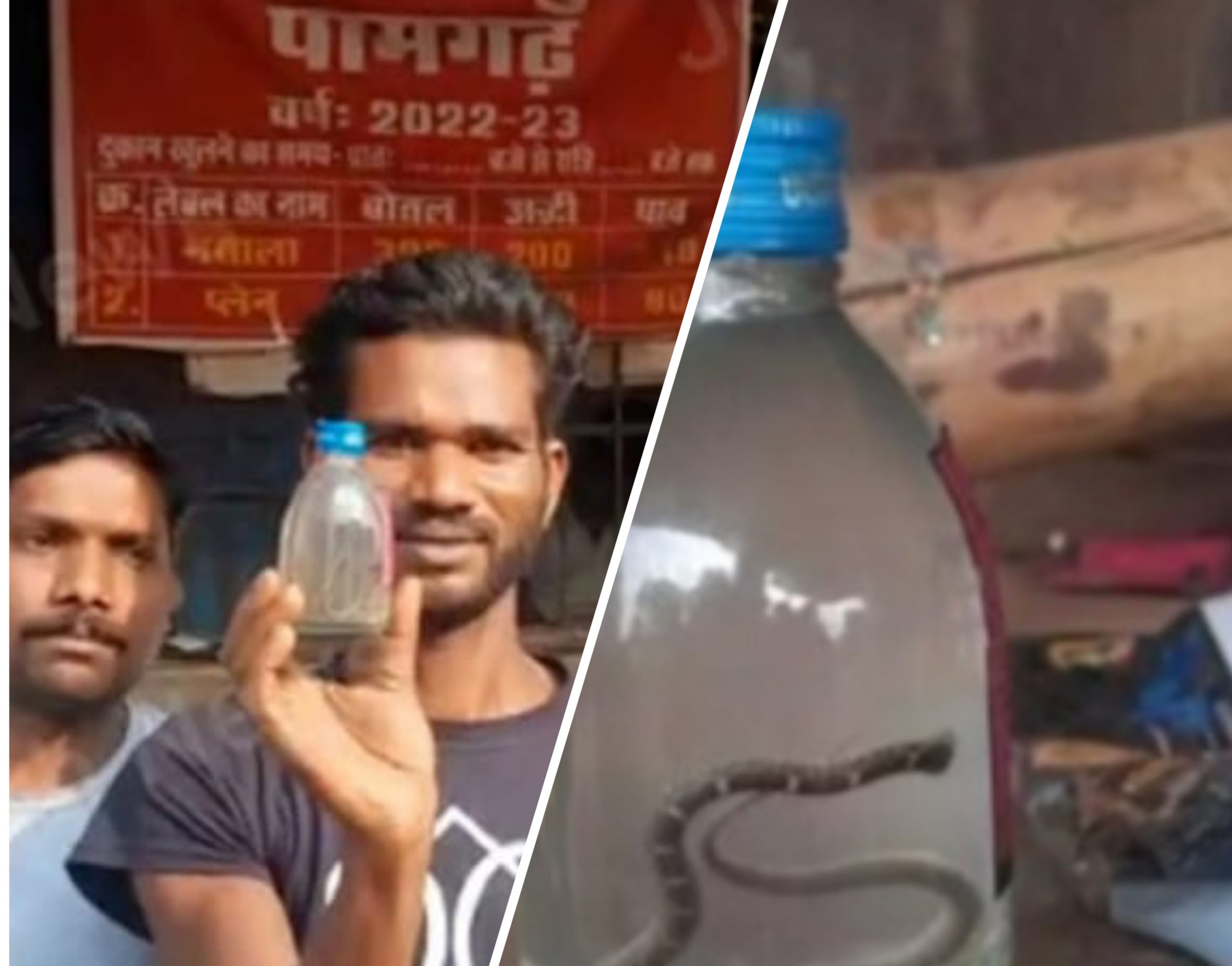 देशी शराब की बोतल में मिला जहरीला सांप, मौके पर मचा हड़कंप,शराबियो मे दहशत
