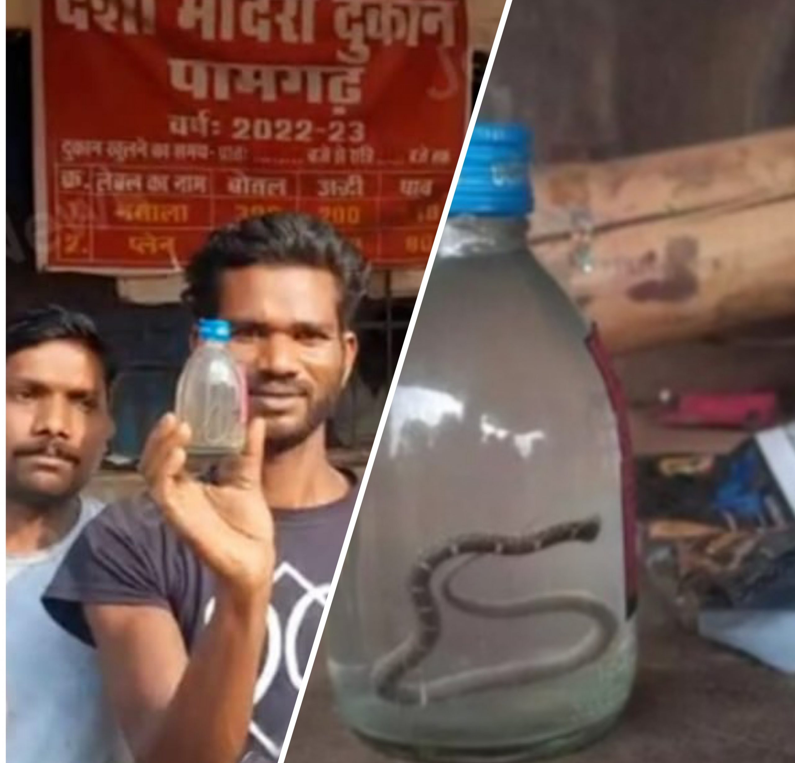देशी शराब की बोतल में मिला जहरीला सांप, मौके पर मचा हड़कंप, शराबियो मे दहशत…