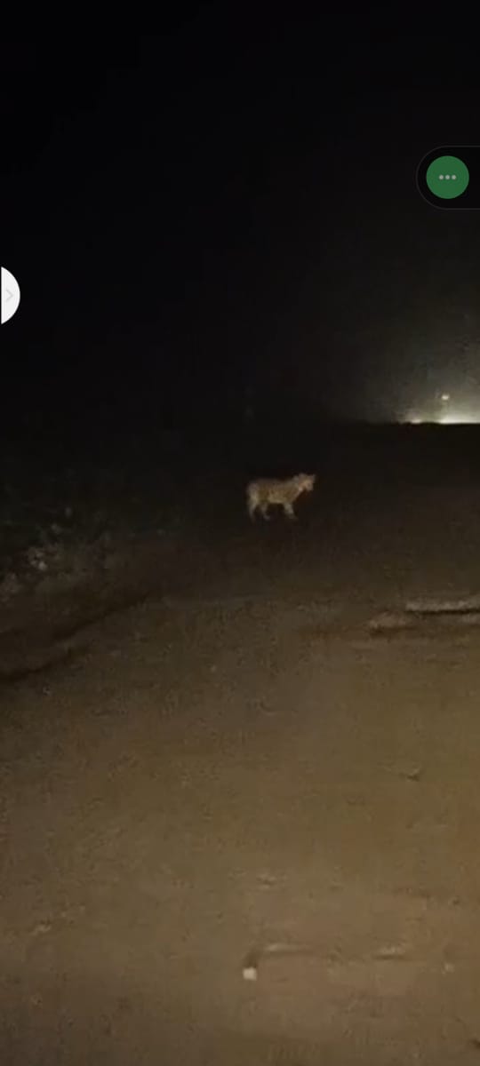 तुमान के खेत में दिखा तेंदुआ, फैली दहशत,कटघोरा वनमंडल अंतर्गत स्थित है गांव