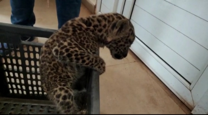 मिला तेंदुए का शावक, नन्हे शावक को जंगल सफारी भेजने की तैयारी