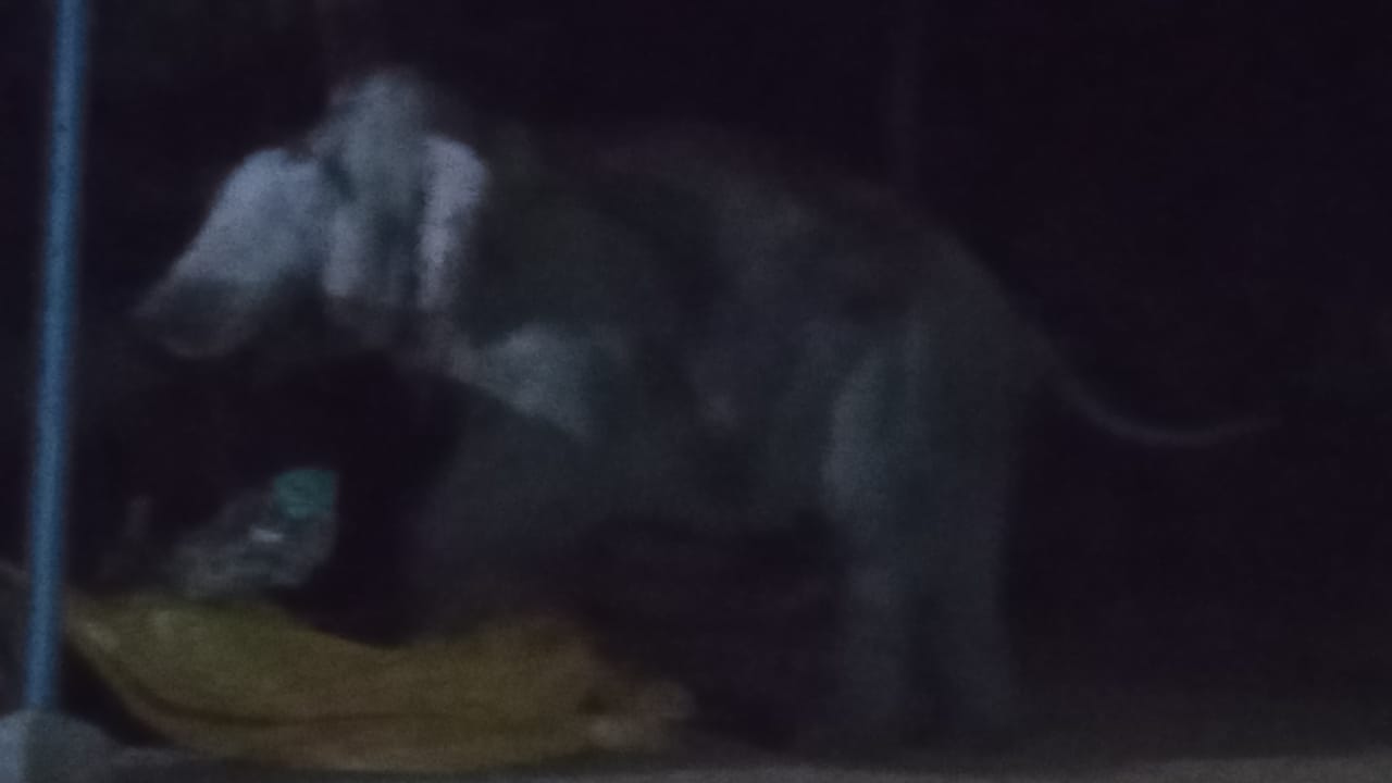 छत्तीसगढ़: – धान खरीदी केंद्र में हाथी का आतंक, एक जनवरी से लगातार आ रहा है हाथी