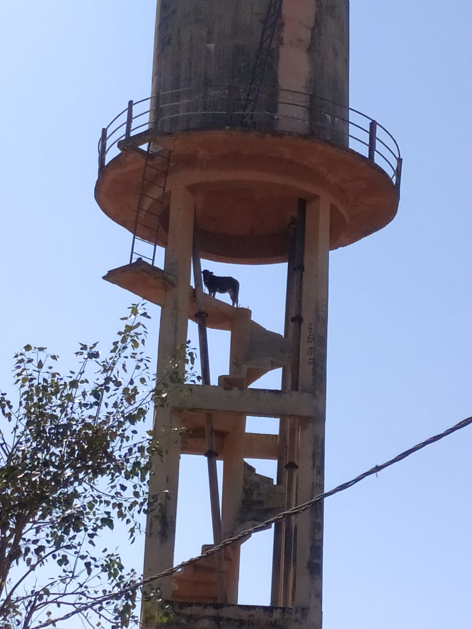 लगभग 40 फीट ऊपर पानी टंकी मे चढ़ गई… रेस्क्यू ऑपरेशन कर बछिया की बचाई गई जान