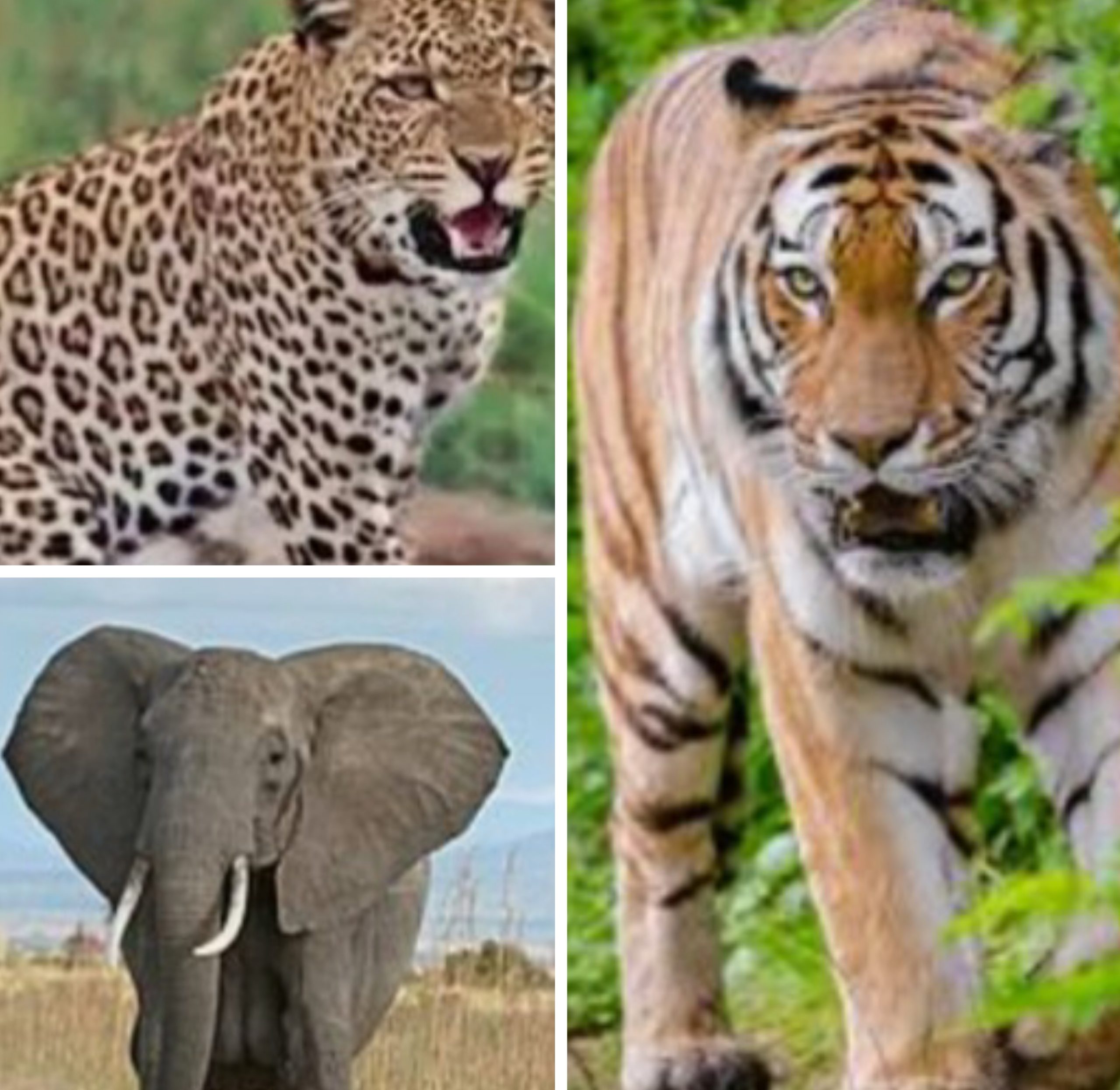 दहशत:- रेंज में अभी 8 हाथी, ग्रामीण ने तेंदुए को देखा, बाघ की अफवाह,केंदई रेंज में हाथी के बाद दिखा तेंदुआ