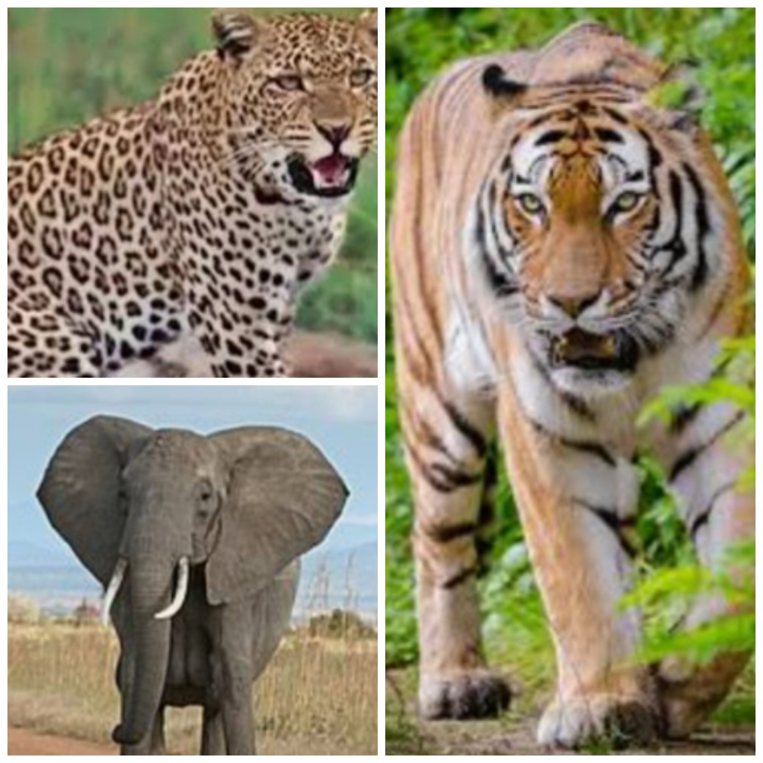 दहशत:- रेंज में अभी 8 हाथी, ग्रामीण ने तेंदुए को देखा, बाघ की अफवाह,केंदई रेंज में हाथी के बाद दिखा तेंदुआ