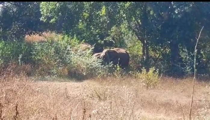 सक्ती शहर में घुसा जंगली हाथियों का झुंड, रिहायसी इलाकों मे डर का माहौल,मौके पर पहुंची वन विभाग की टीम