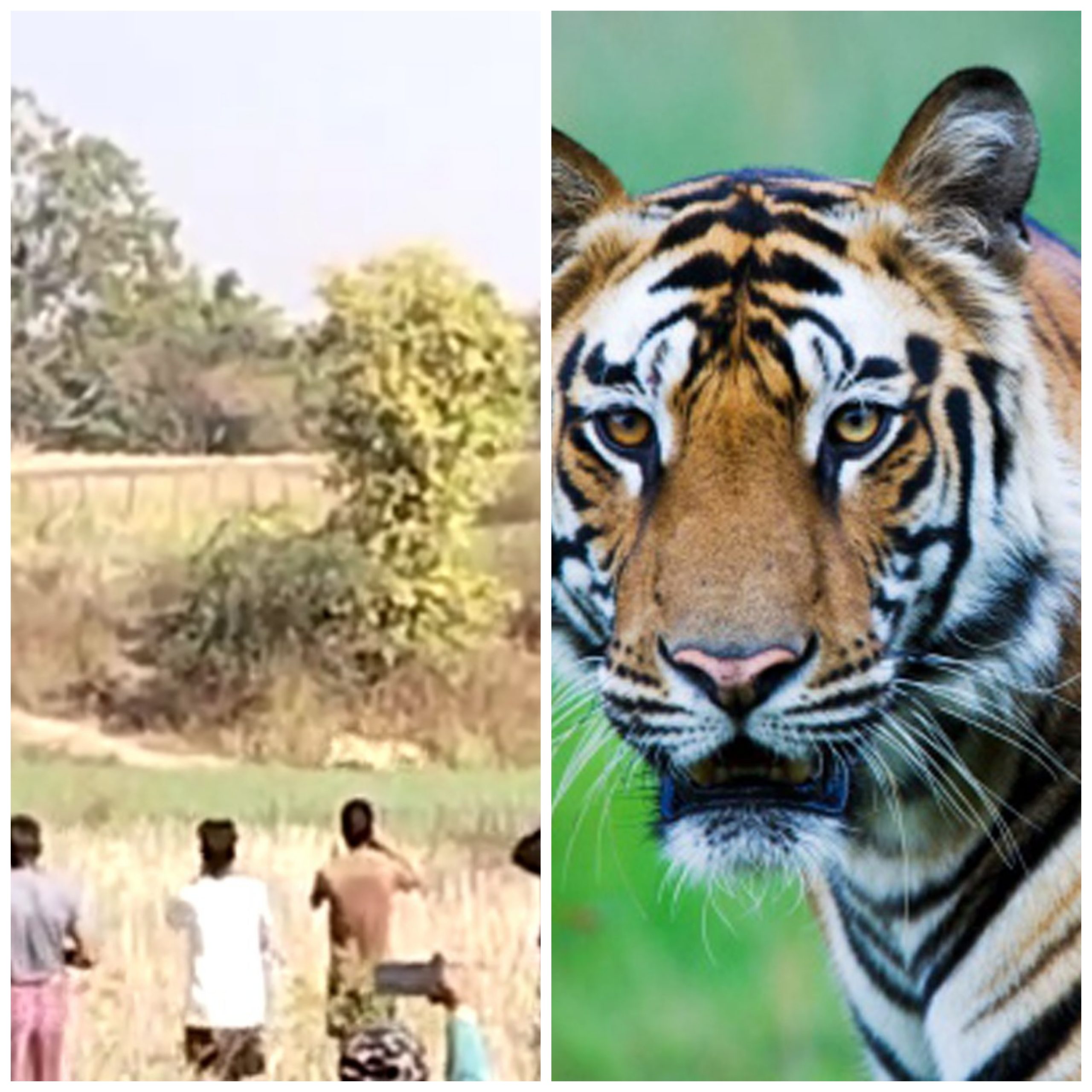 छत्तीसगढ़ : रिहायशी इलाके में पहुंचा बाघ, पांच दिन से घूम रहा,पुलिस-वन विभाग की टीम तैनात, देखे विडिओ