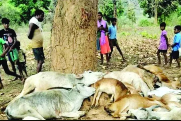 15 मवेशियों पर मौत बनकर गिरी गाज