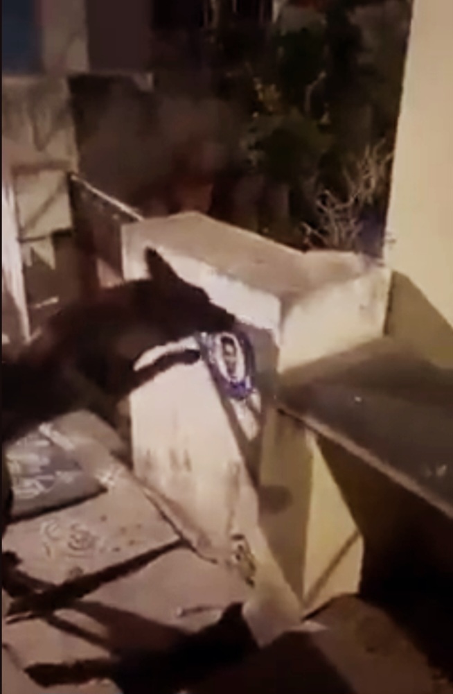 VIDEO : कुत्ते ने आंध्र प्रदेश के CM जगन मोहन रेड्डी का पोस्टर फाड़ा….पुलिस में शिकायत दर्ज