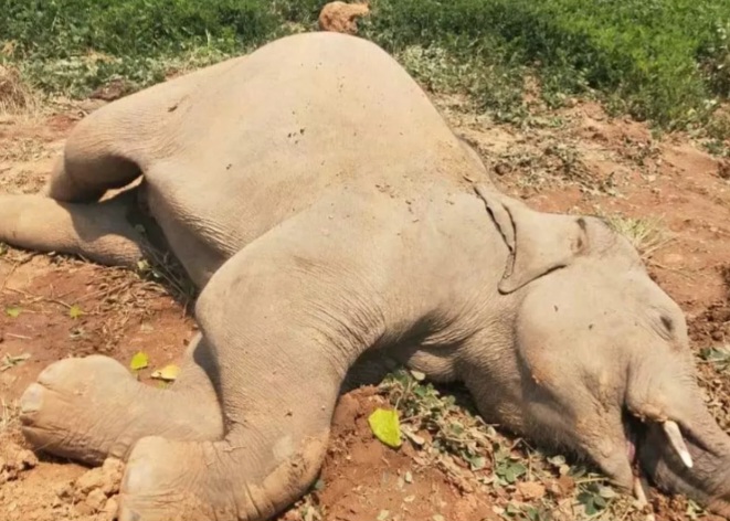 छत्तीसगढ़:- जंगली हाथी का शव मिला, वन विभाग में हड़कंप