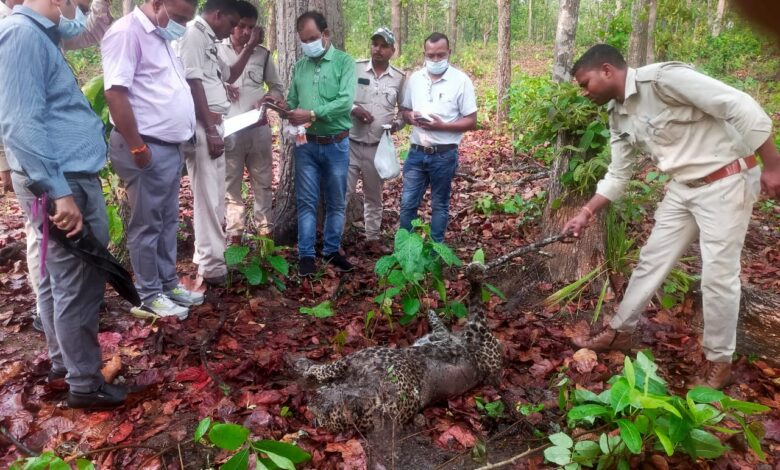 छत्तीसगढ़:- बछड़े की मौत का बदला तेंदुआ की जान से लिया,पिता-पुत्र गिरफ्तार, मौके का फायदा उठाने वाला भी पकड़ाया