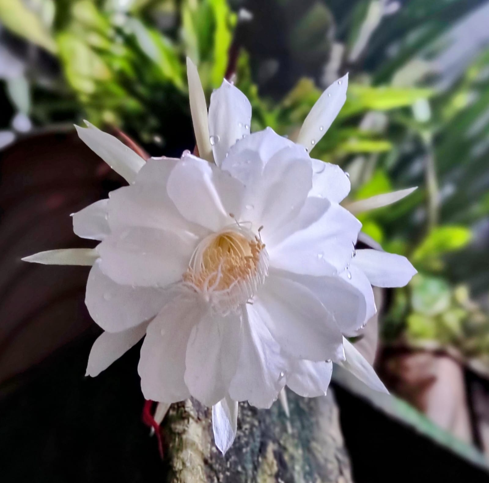 कोरबा:- शुक्ला निवास में खिला ब्रह्म कमल, की गई पूजा-अर्चना