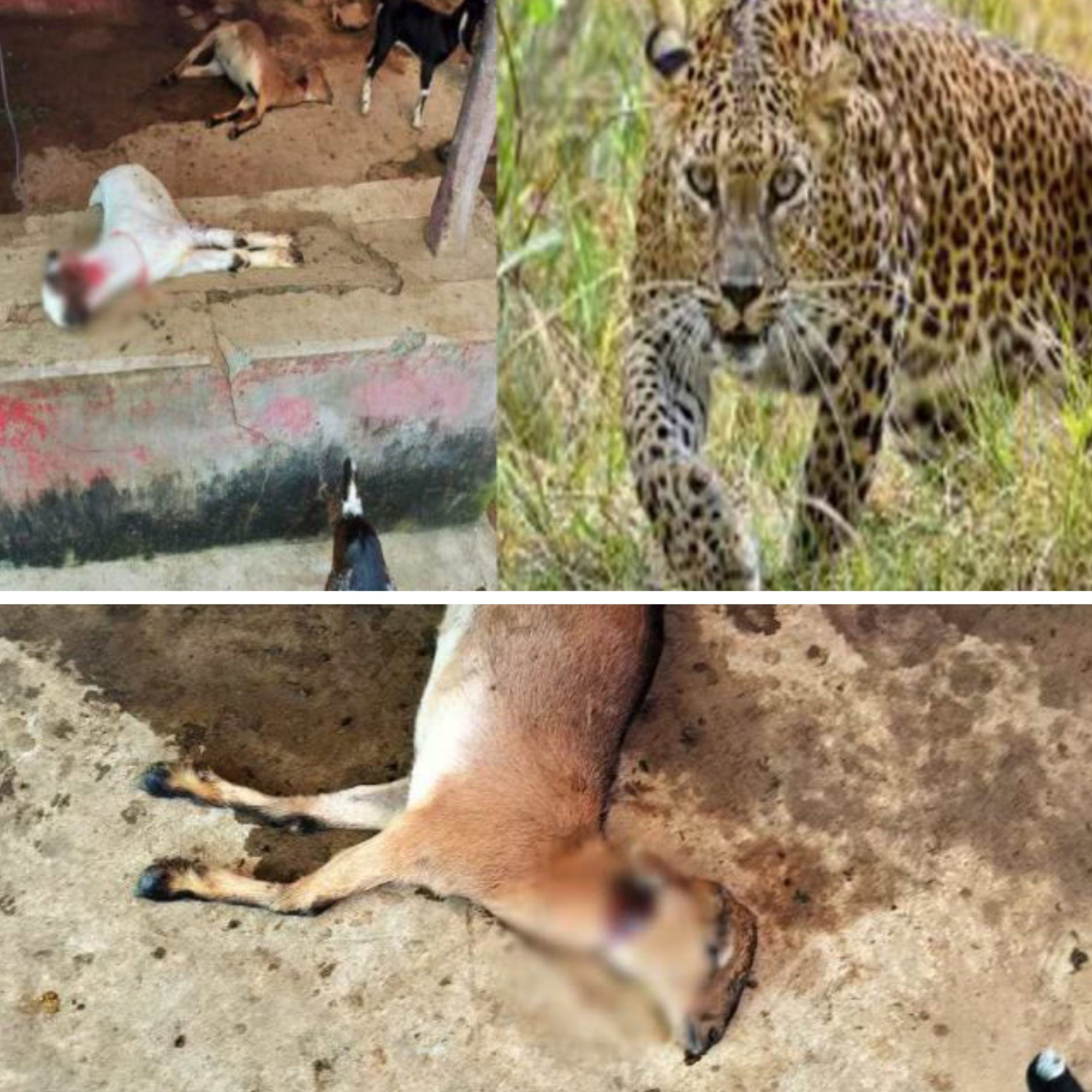 छत्तीसगढ़:- जिला मुख्याल से लगे गांव में खूंखार तेंदुए का आतंक, घर में घुसकर तीन बकरों पर किया हमला