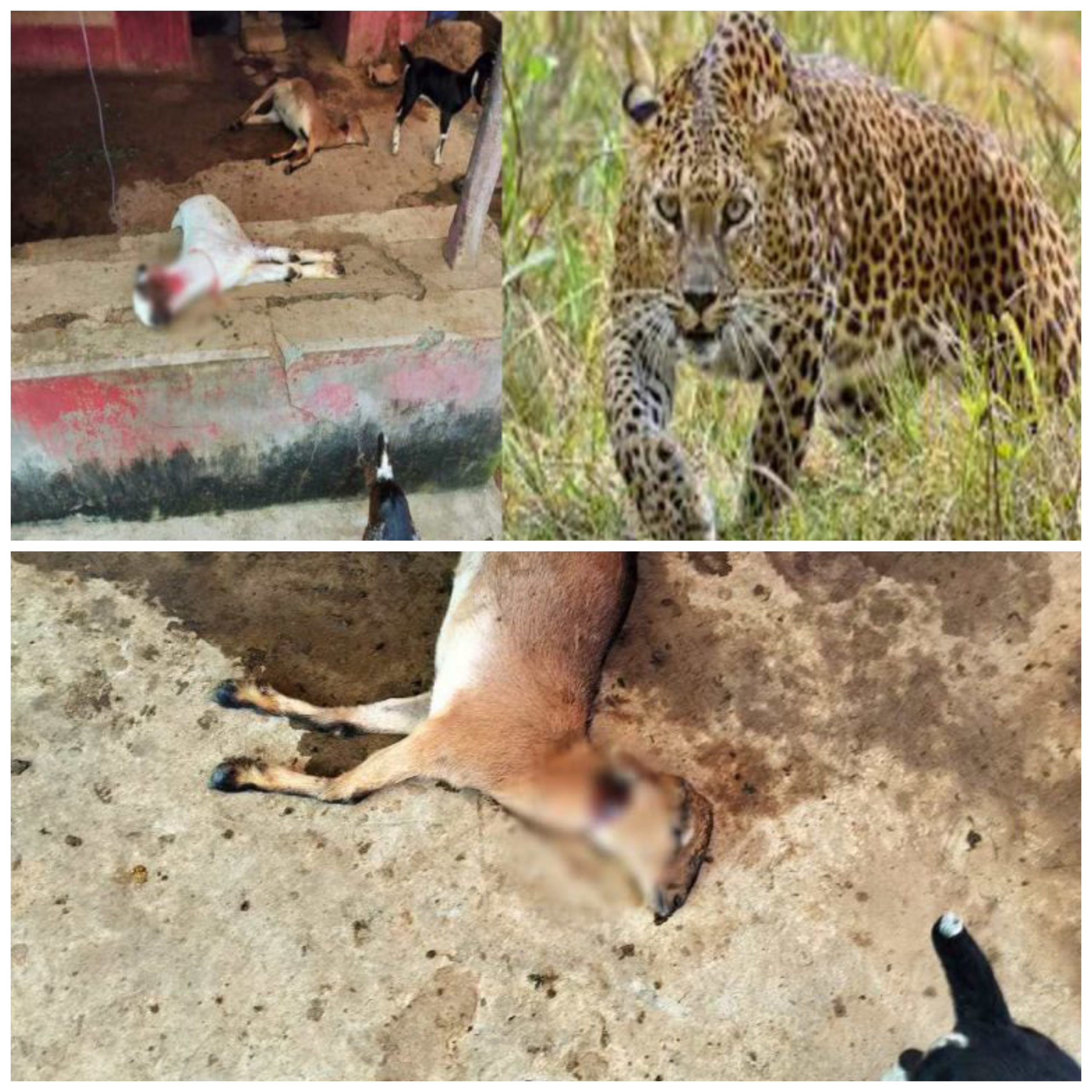 छत्तीसगढ़:- जिला मुख्याल से लगे गांव में खूंखार तेंदुए का आतंक, घर में घुसकर तीन बकरों पर किया हमला