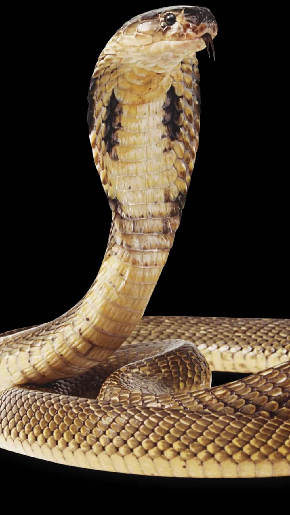 छत्तीसगढ़:- नाना और नाती को सांप ने डसा तो डॉक्टर की जगह तांत्रिक के पास ले गए परिजन, बुजुर्ग ने तोड़ा दम