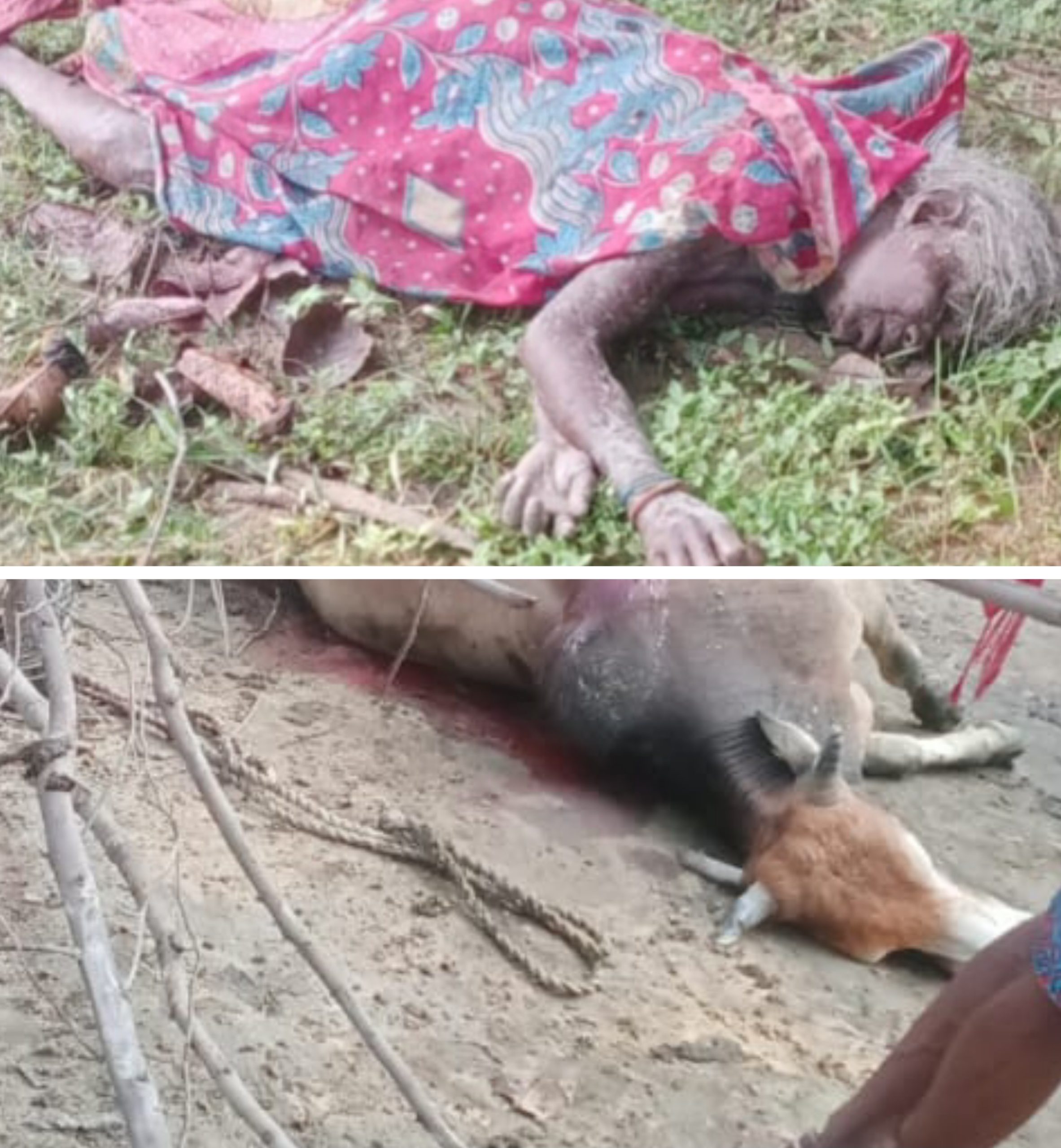 छत्तीसगढ़:-दंतैल ने पहाड़ी कोरवा महिला और दो बैलो को कुचलकर मार डाला… देर रात की घटना