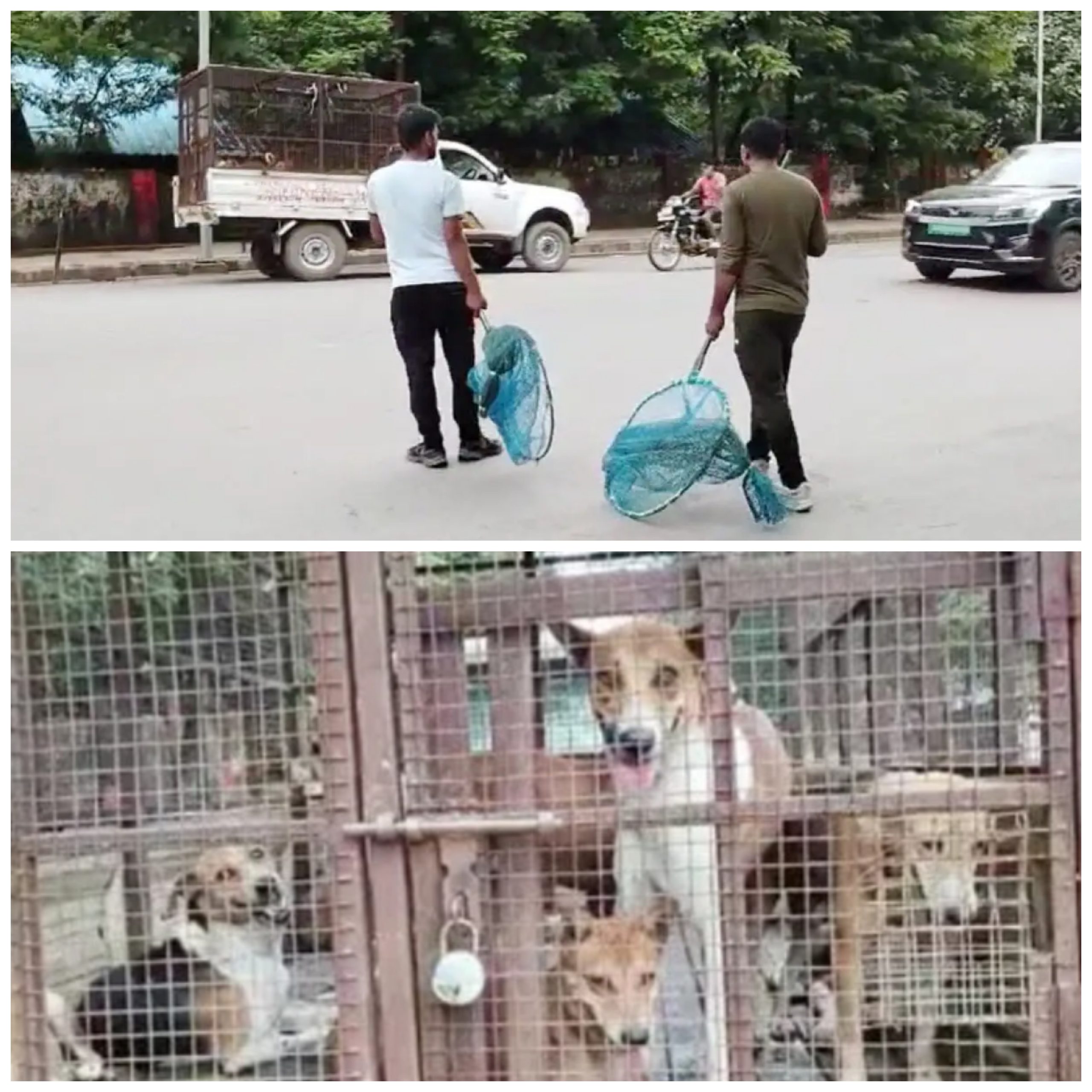 बिलासपुर में पागल कुत्तों का आतंक, 40 से अधिक लोगों को काटा, रेस्क्यू चलाकर डॉग शेल्टर किया जा रहा शिफ्ट