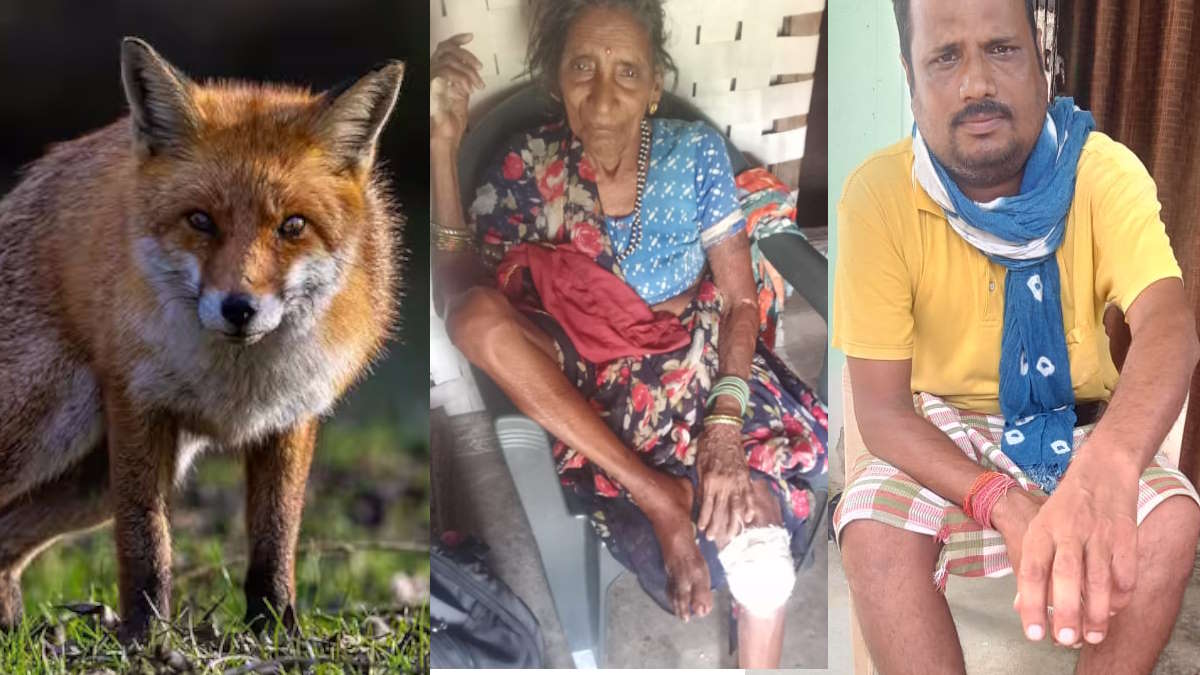 छत्तीसगढ़:- मुंगेली जिले में लोमड़ी का आतंक, 8 से 10 लोगों को किया घायल
