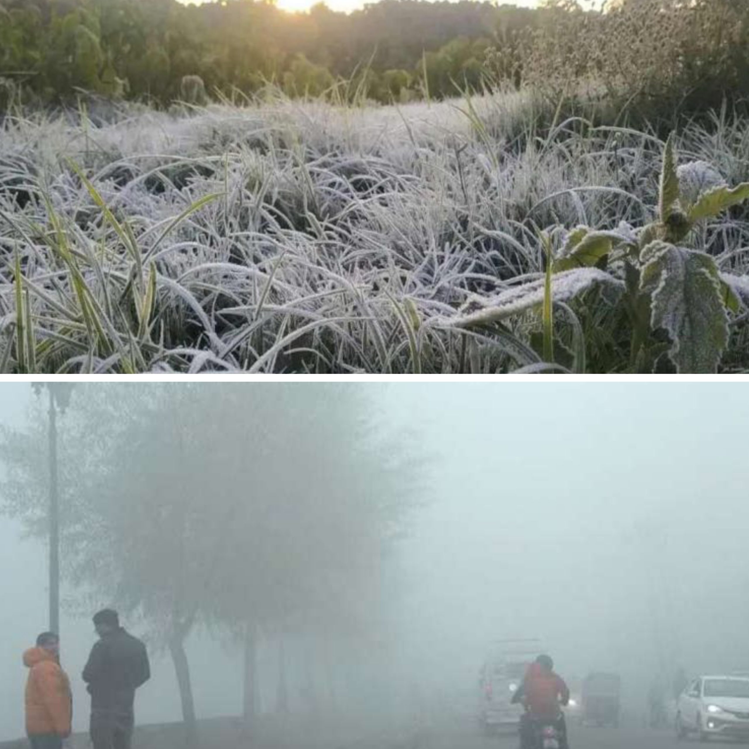 छत्तीसगढ़ में कड़ाके की ठंड, पत्तों पर जमी बर्फ की चादर, रात का पारा 3 डिग्री से नीचे गिरा, 12 जिलों में शीतलहर का यलो अलर्ट…