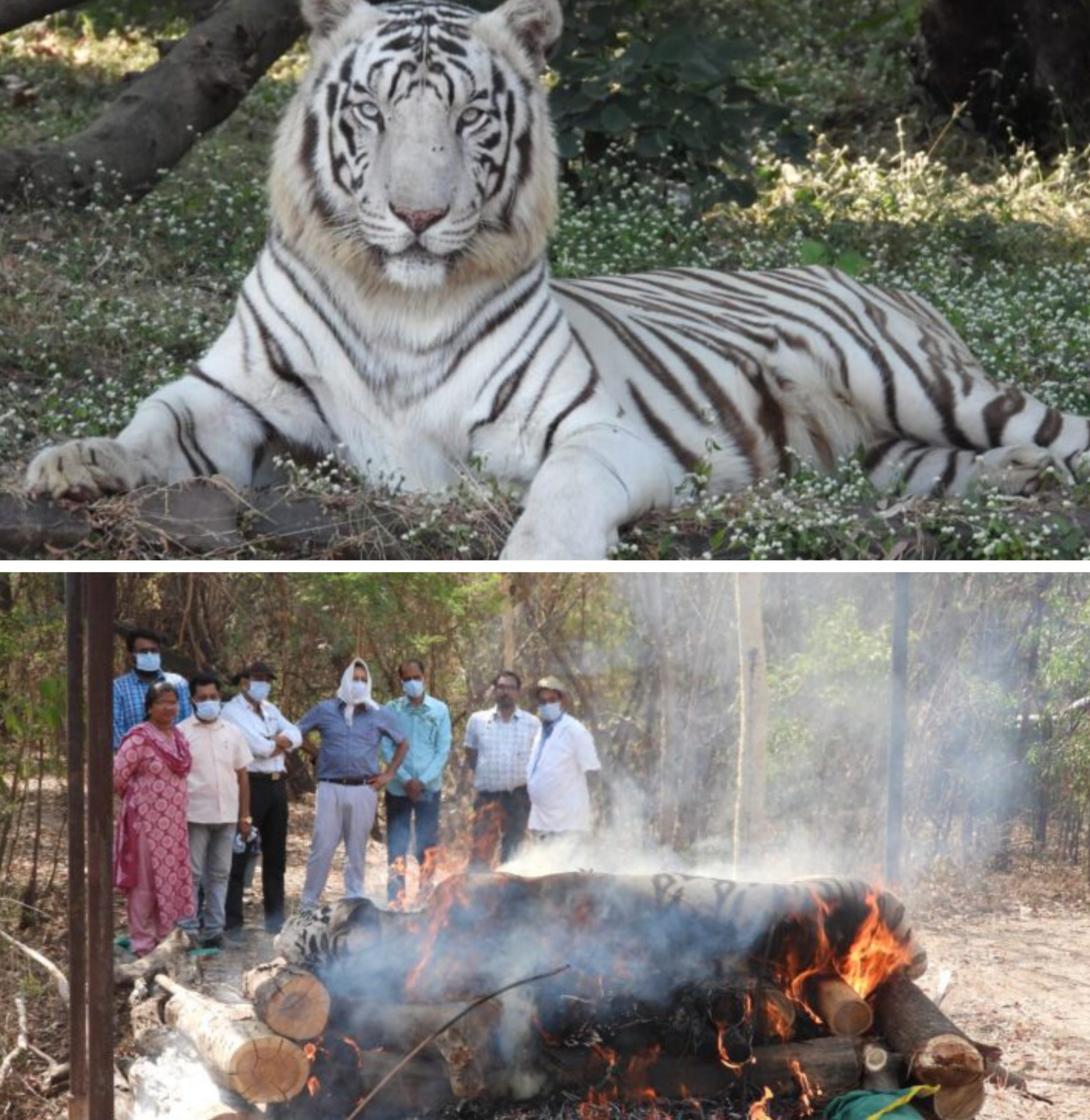 बिलासपुर:- कानन जू में सफेद बाघ की मौत, मचा हड़कंप