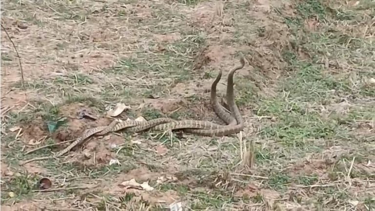 छत्तीसगढ़:- खेत में प्रेम करते मिला नाग-नागिन का जोड़ा