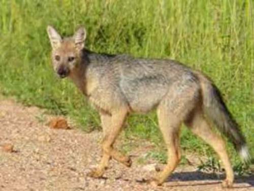 जंगल से निकलकर गांव में आतंक मचा रहे सियार, ग्रामीणों में दहशत