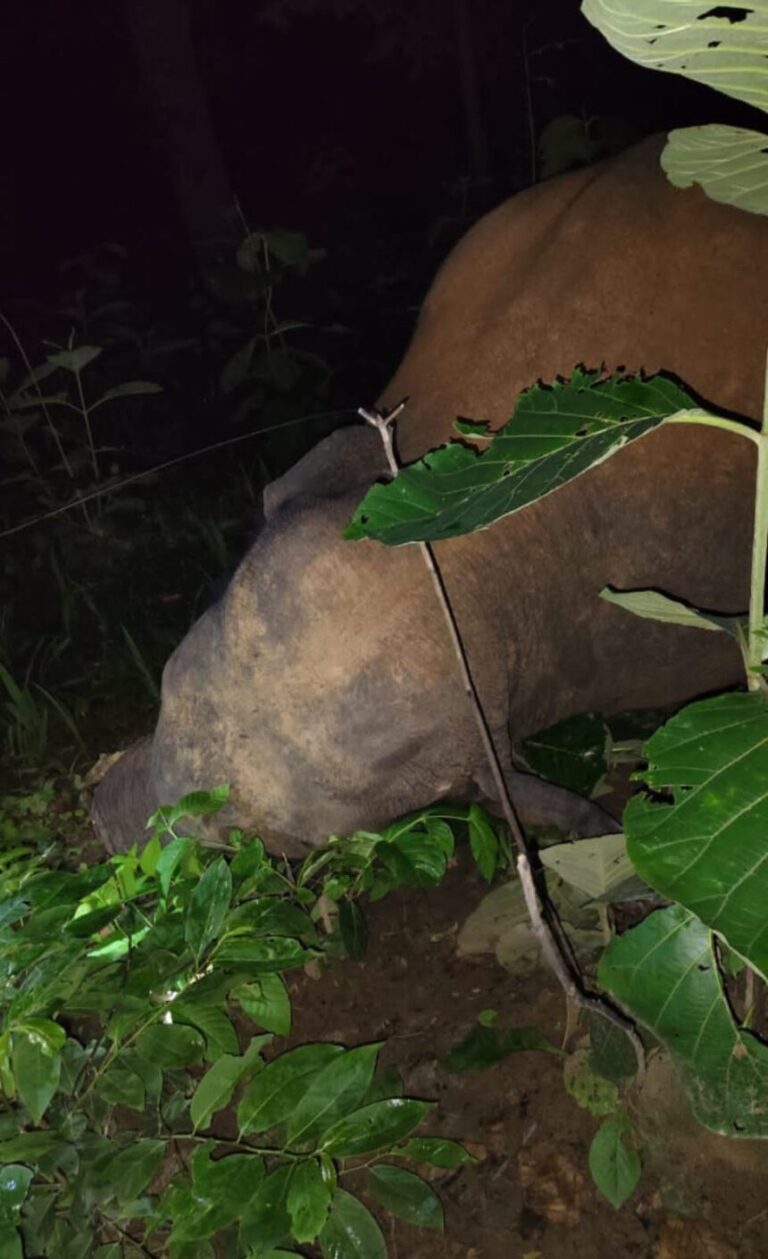 करंट की चपेट में आकर जंगली हाथी की मौत