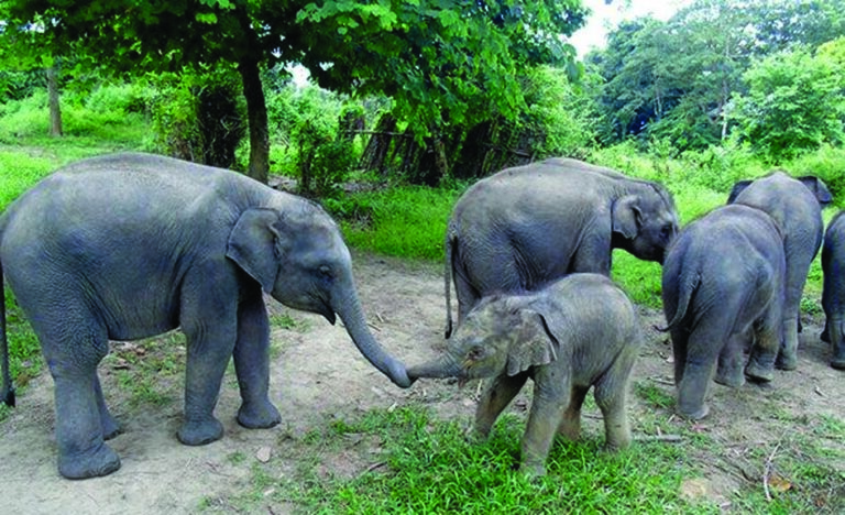 हाथियों ने तोड़ा मकान, रौंदी फसल, वन विभाग द्वारा लगाए गए फेंसिंग को भी किया क्षतिग्रस्त