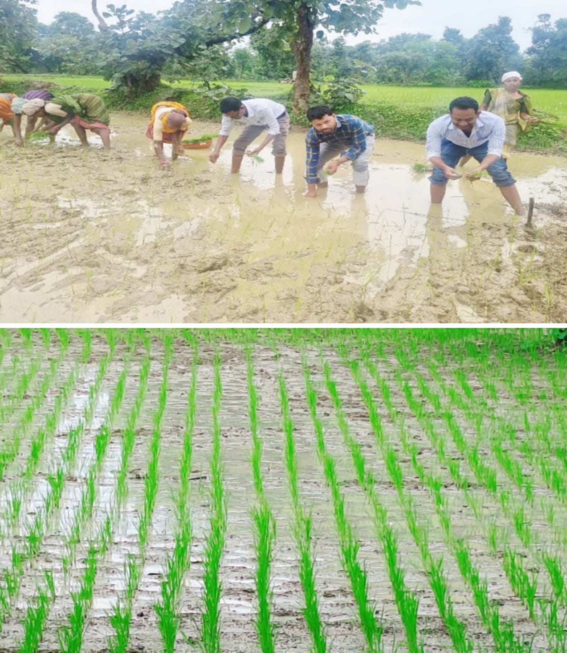 राइसग्राम प्रदर्शन के तहत कृषि अधिकारियों ने खेतों में उतरकर कतारबद्ध धान रोपे, किसानों को कतार रोपण के तकनीक से कराया अवगत