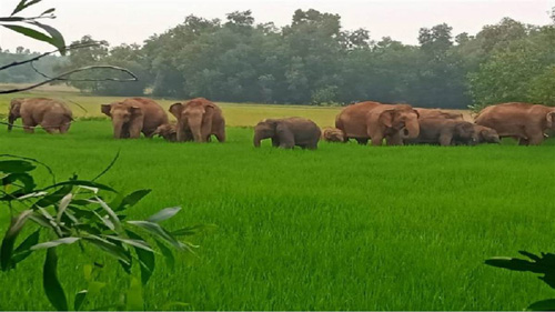हाथियों का दल पहुंचा मोरगा, 17 ग्रामीणों के फसलों को किया तहस-नहस