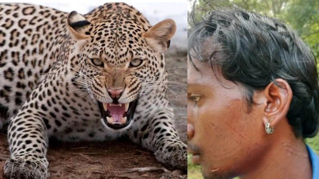 तेंदुए ने युवक पर किया हमला : घात लगाकर किया अटैक, बाल- बाल बची जान