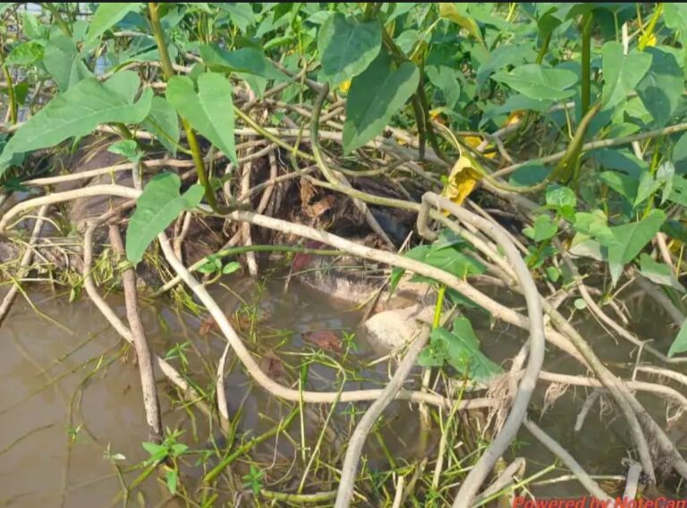 हसदेव नदी के डूबान में मिला हाथी के शावक का शव