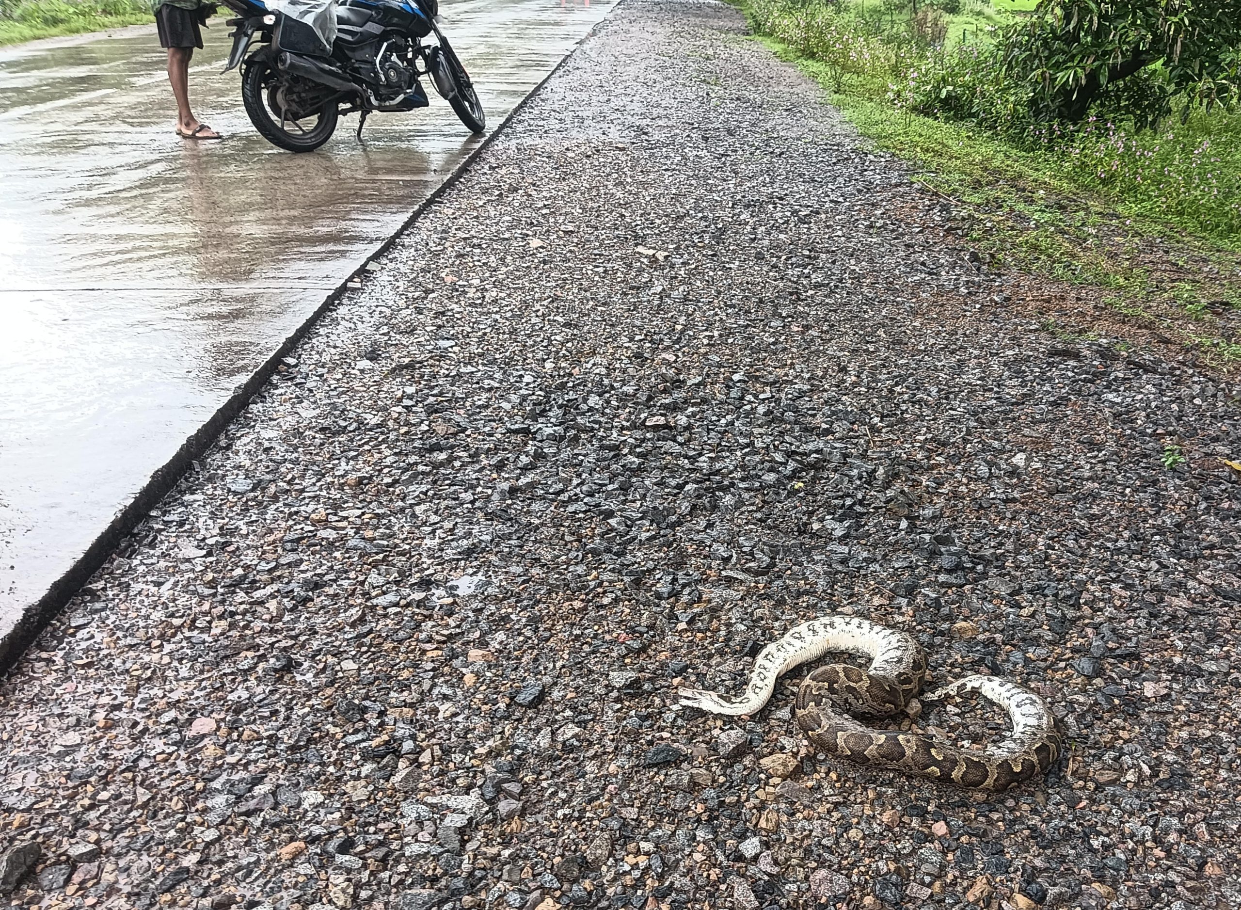 धौराभाठा के पास सड़क पर अजगर की मौत,प्रशासन की लापरवाही से ग्रामीणों में आक्रोश