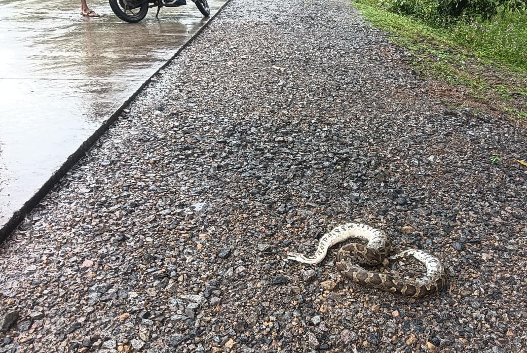 धौराभाठा के पास सड़क पर अजगर की मौत,प्रशासन की लापरवाही से ग्रामीणों में आक्रोश