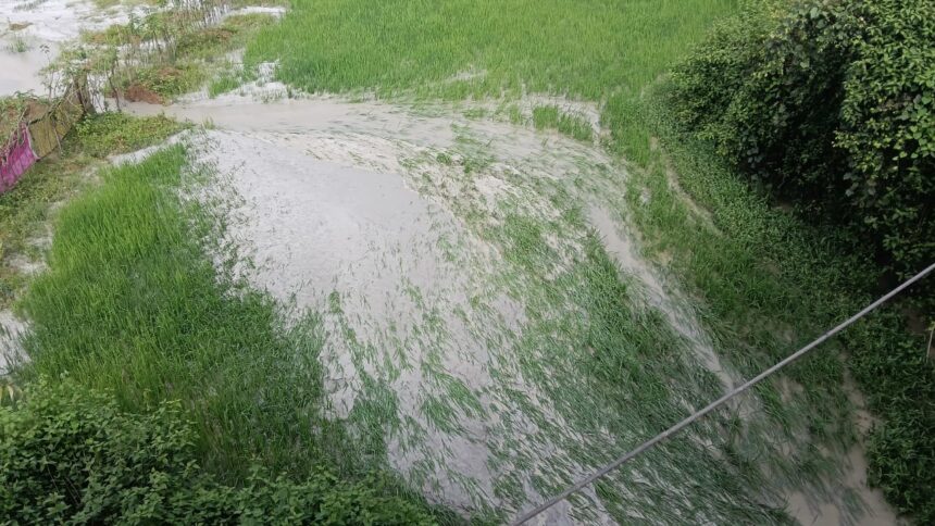 राखड़ से धान की फसल हुयी बर्बाद