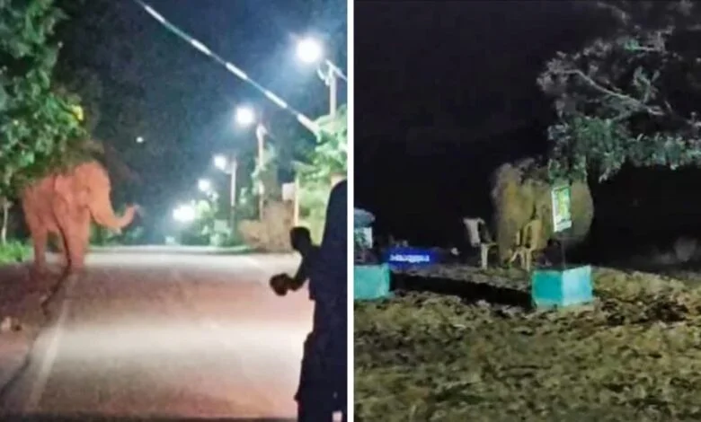 कोरबा: दंतैल ने बस्ती में घुसकर जमकर मचाया उत्पात, तोड़े मकान-दुकान, ग्रामीणों को दौड़ाया; लोगों ने छत पर चढ़कर बचाई जान