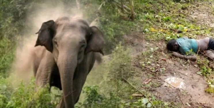 हाथी के हमले से ग्रामीण की मौत, वन विभाग ने दी मदद राशि
