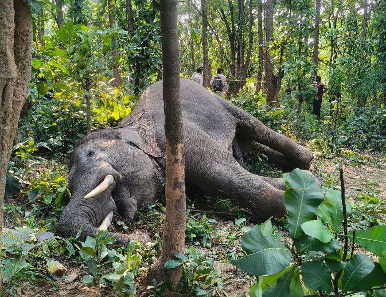 करंट की चपेट में आने से 7 वर्षीय जंगली हाथी की मौत..क्षेत्र में हड़कंप..वन विभाग जांच में जुटा