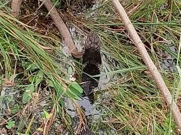 नाग बना किंग कोबरा का शिकार,खेत में दिखा रोमांचक नजारा, 