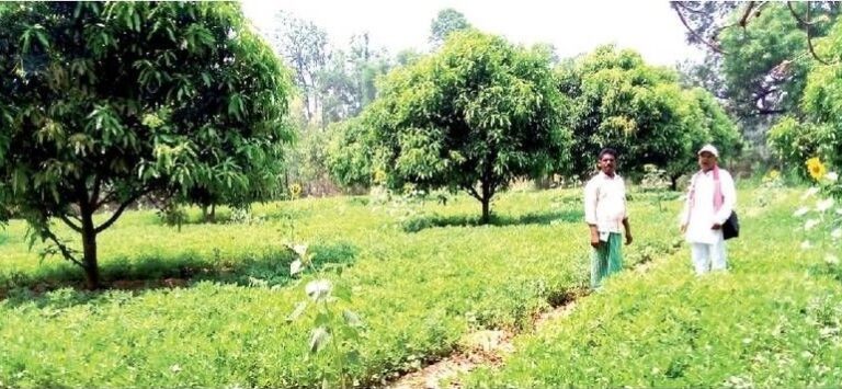 सूरजमुखी और मूंगफली का बढ़ाया जा रहा रकबा,पाली में तेल यूनिट लगाने की तैयारी