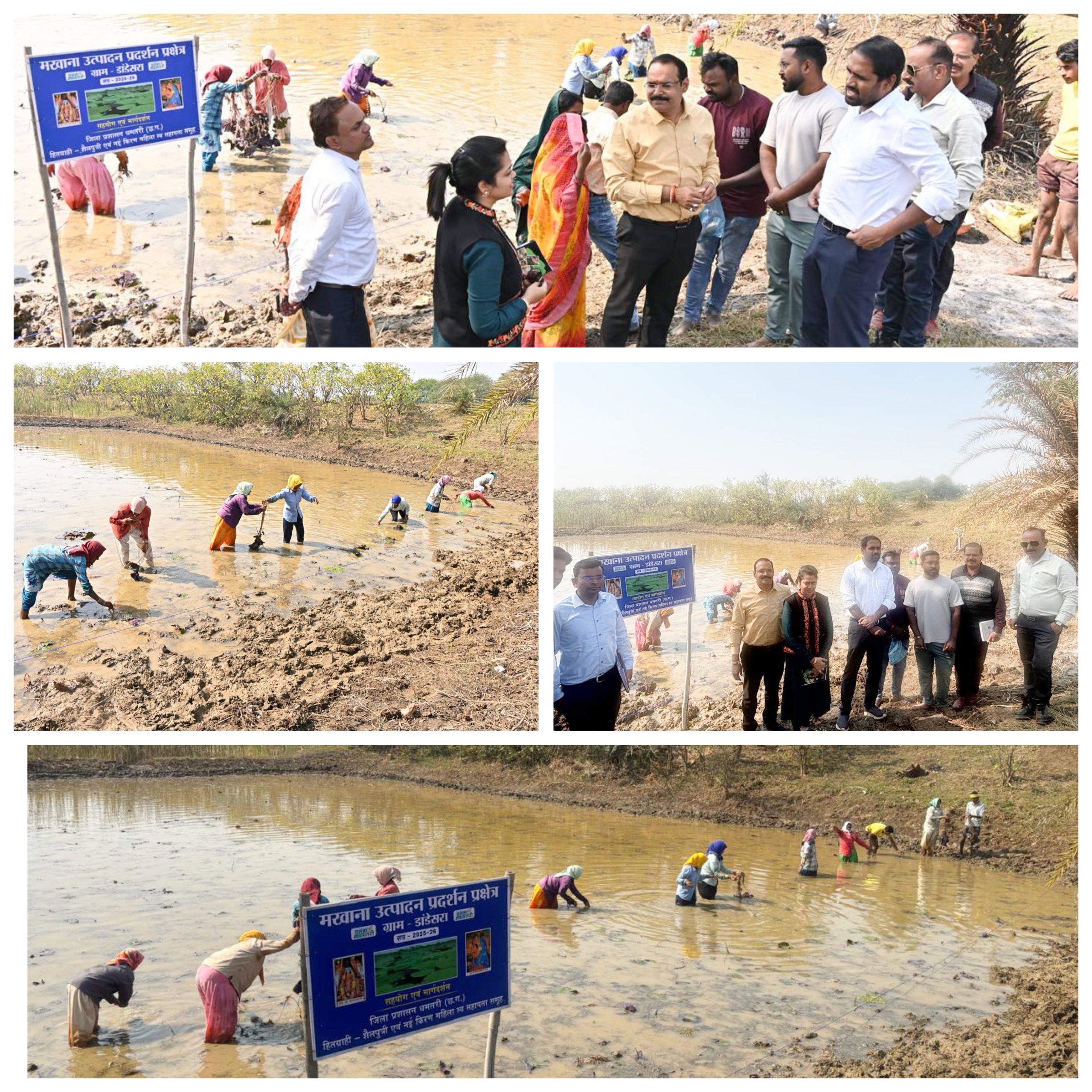 डांडेसरा में मखाना खेती का शुभारंभ – ग्रामीण आजीविका सुदृढ़ करने की दिशा में बड़ा कदम