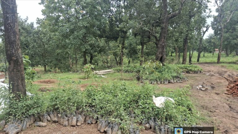 बिना रोपण लाखों रु.गबन, कटघोरा वनमण्डल में एक और पौधारोपण घोटाला