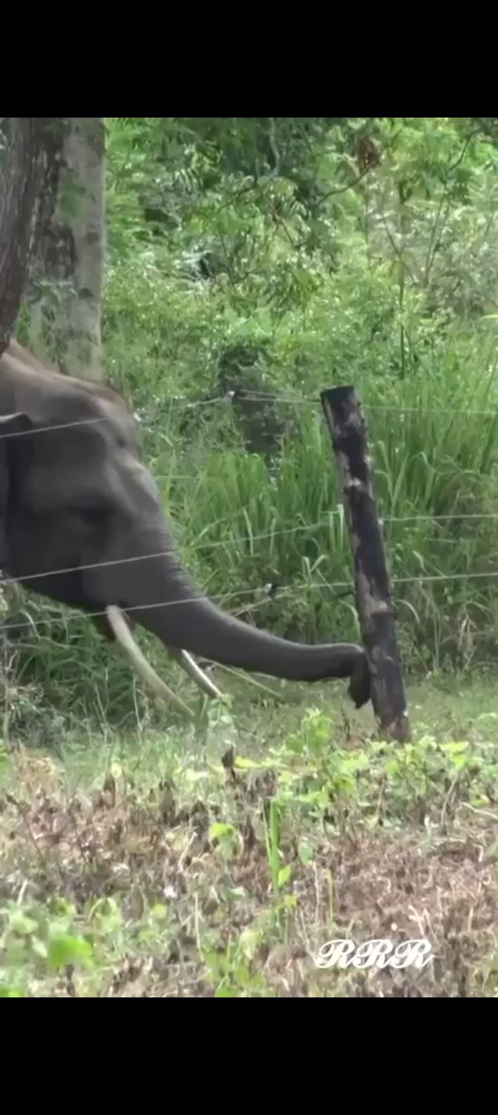 कटघोरा वन मंडल में हाथी का कहर, महिला की मौतलगातार दूसरी घटना से ग्रामीणों में दहशत, घर–फसलों को भी नुकसान