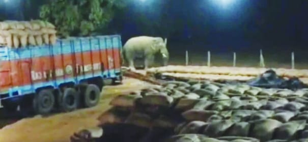 कोरबा: धान खरीदी केंद्र में घुसा हाथी, कर्मचारियों में अफरा-तफरी, वन विभाग ने जंगल की ओर खदेड़ा
