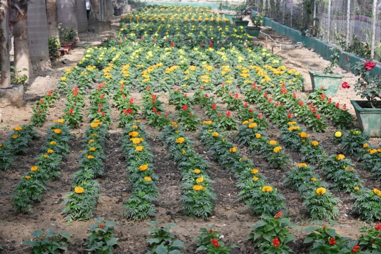 स्माल गार्डनिंग से शहर सौदंर्यीकरण को मिल रहा नया लुक, जगह-जगह मुस्कुरा रहे  रंग बिरंगे फूल व पौधे