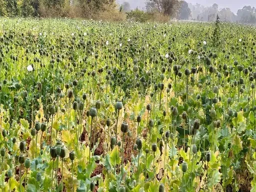 छत्तीसगढ़ में अफीम का ‘काला साम्राज्य’: दुर्ग के बाद अब बलरामपुर में 5 एकड़ में अफीम की खेती, पुलिस ने मारा छापा