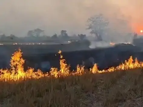 कोरबा में पराली जलाने से कई एकड़ में फैली आग:प्रतिबंध के बावजूद जले पेड़-पौधे और घास, बढ़ा प्रदूषण और चारे की समस्या