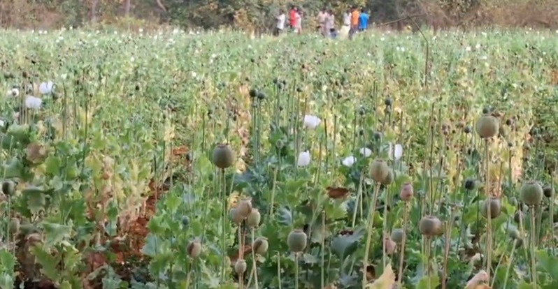 बलरामपुर में फिर मिली अफीम की खेती, नौ एकड़ क्षेत्र में सर्च अभियान